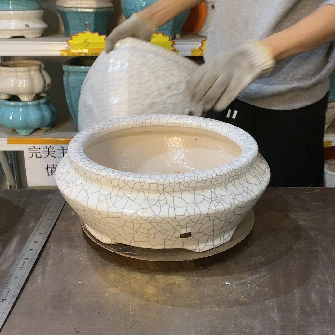 透****3花盆花盆里的花都