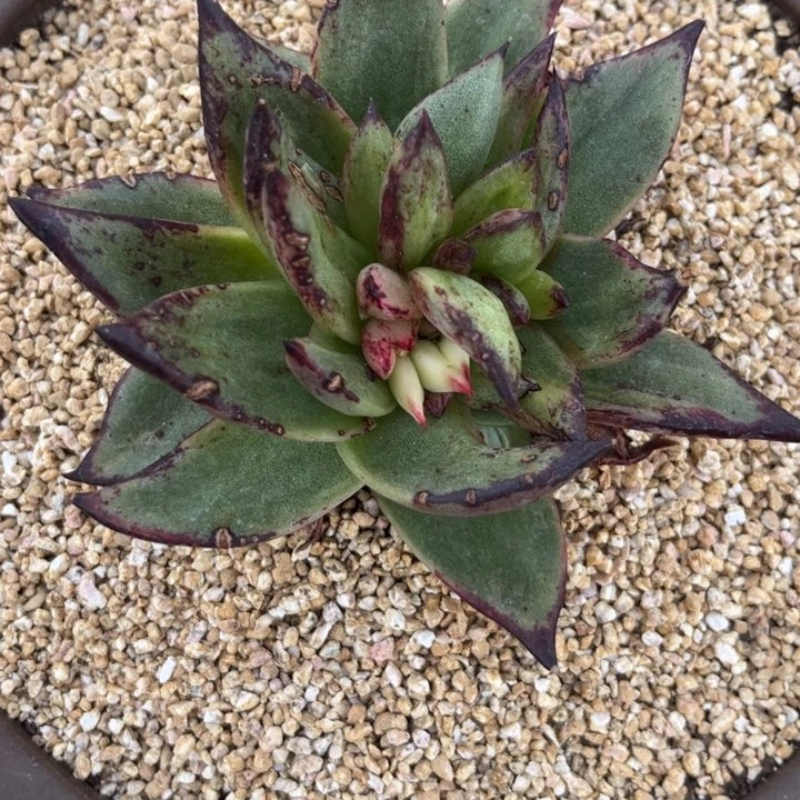 拉丝黄锦火把节特惠