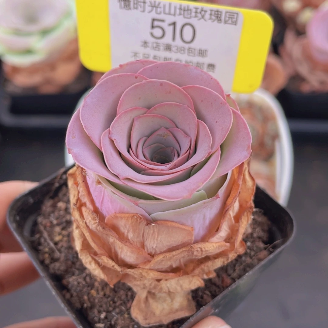 山地玫瑰510满38包邮裸根发货