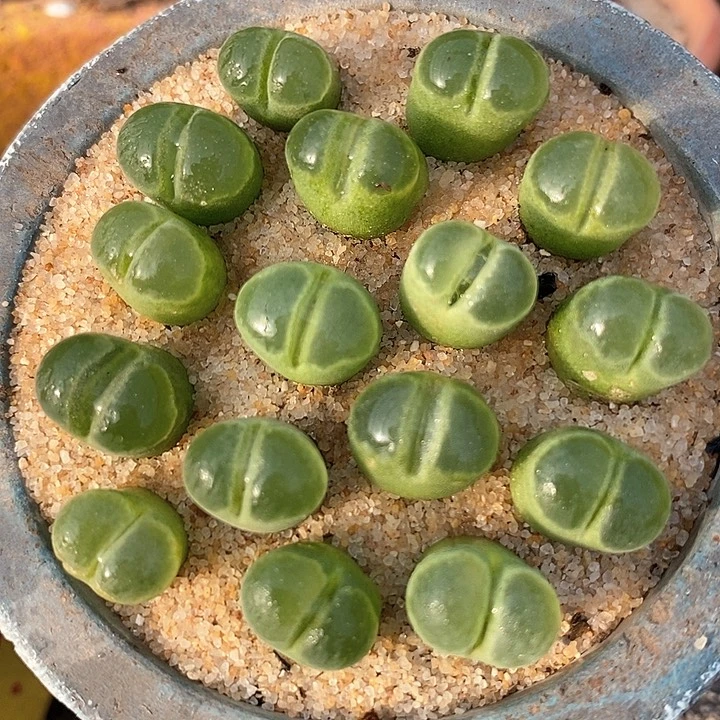 极窗风铃一颗    pub1802