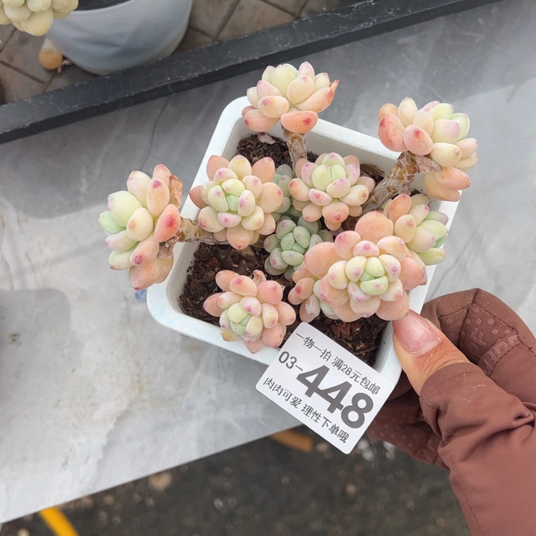 樱花罗绮多肉多肉多肉多肉