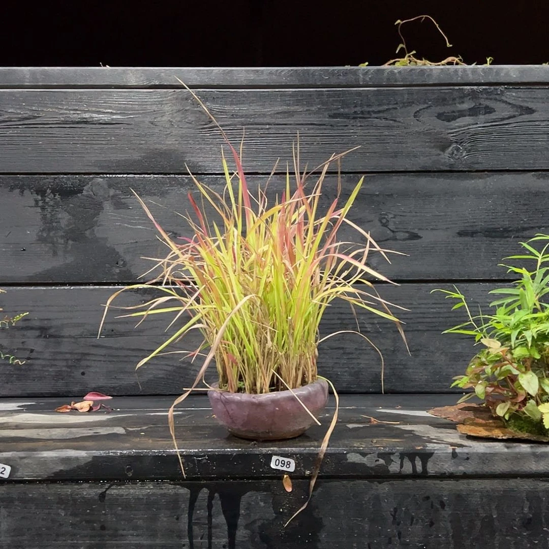 无花朵日本山野草