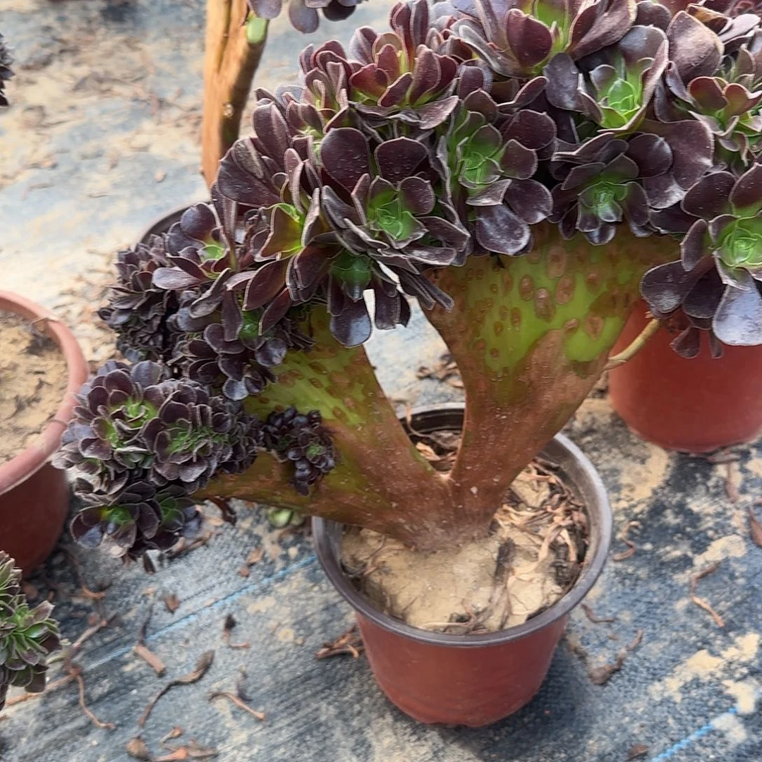 ****姐欧紫涂抹呃呃呃呃呃呃