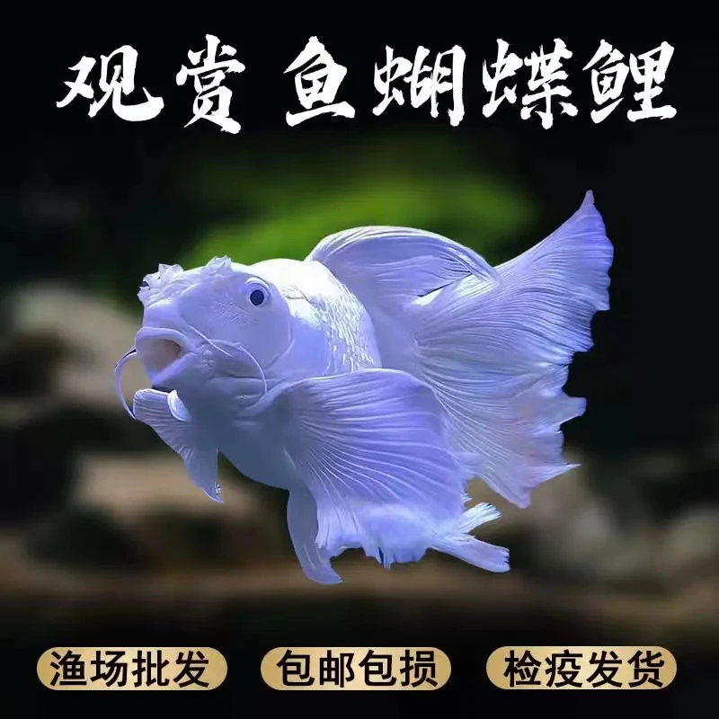 11-13精品蝴蝶鲤观赏鱼自家渔场直发好养耐活冷水淡水