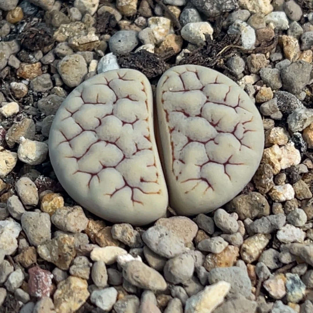 8086白底红纹荒一颗