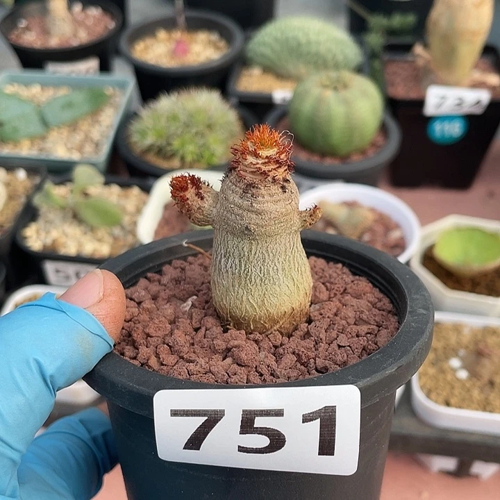 751象鼻大戟块根，