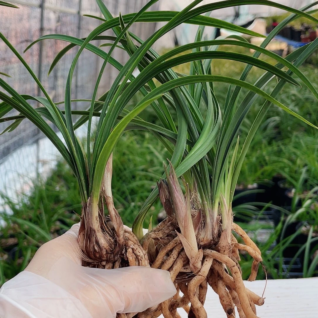 人***生完全开放兰花兰花