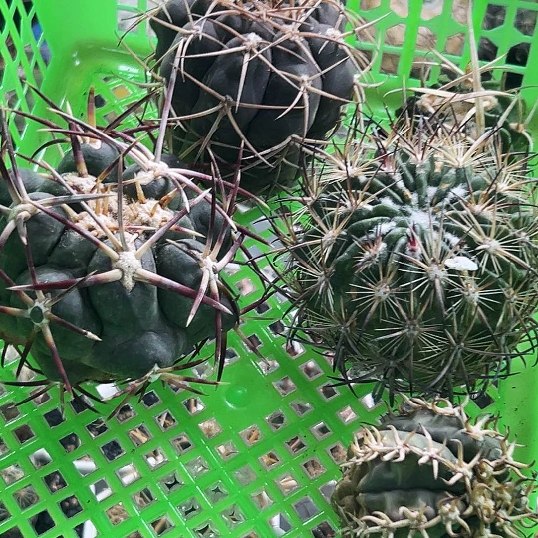 组合仙人球6666666666666