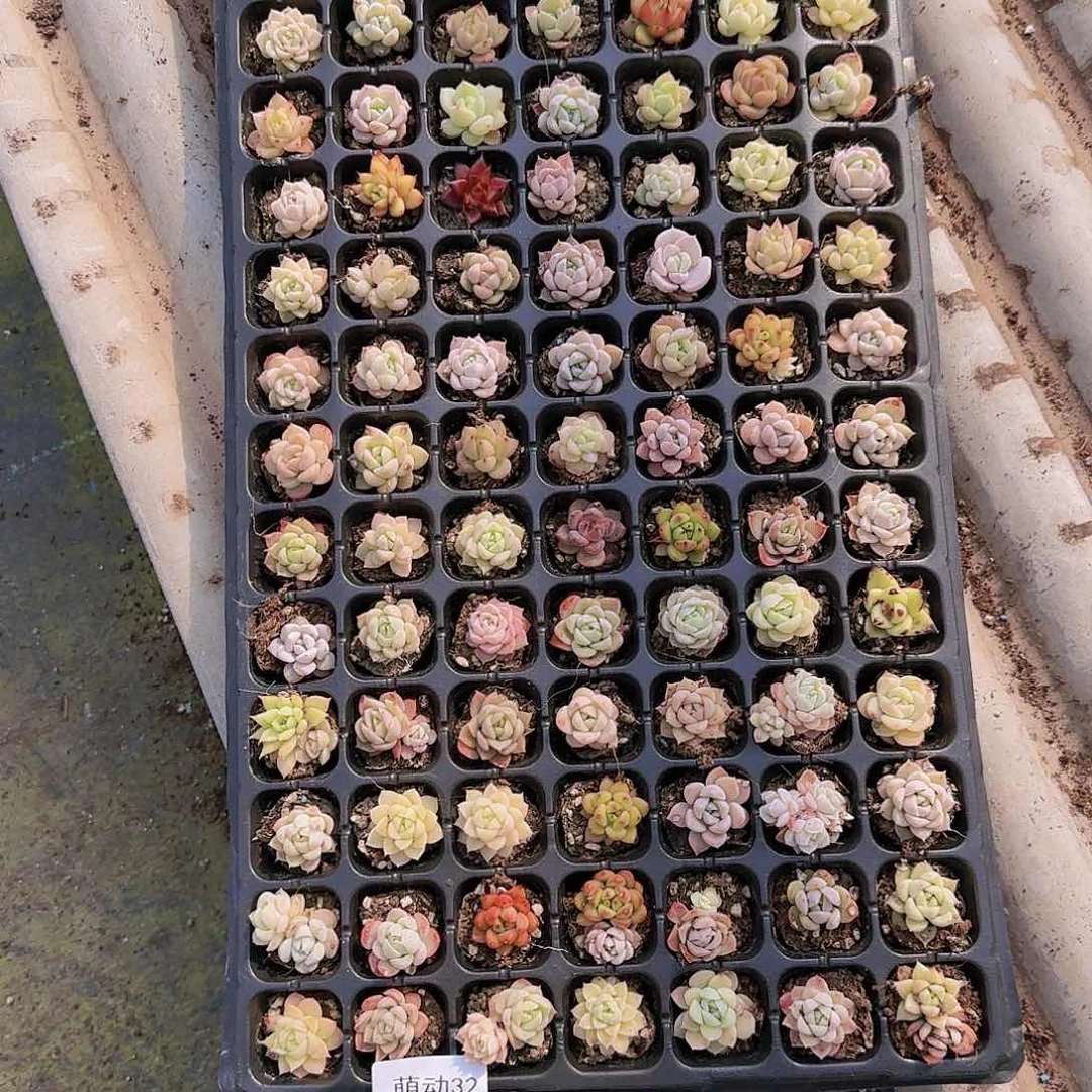 直播一物一拍多肉32