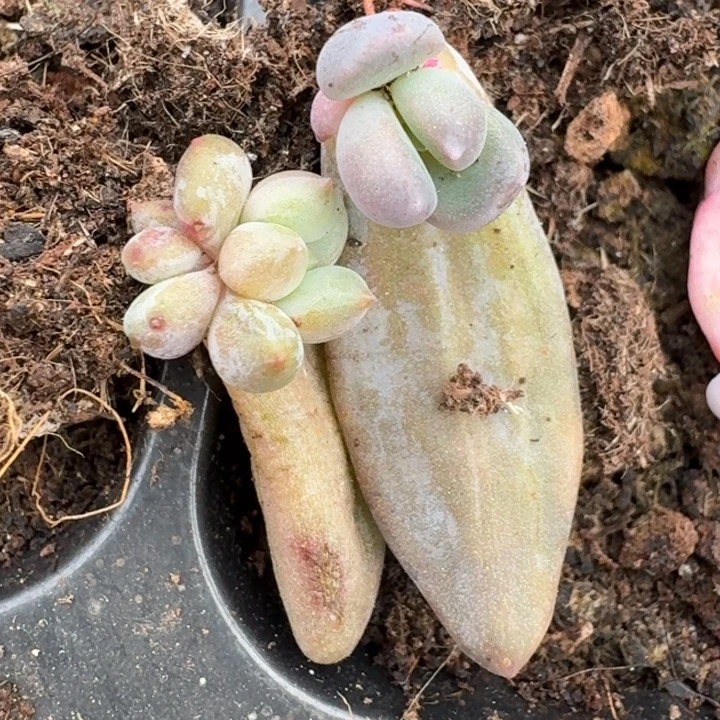 紫丽殿叶插一物一拍