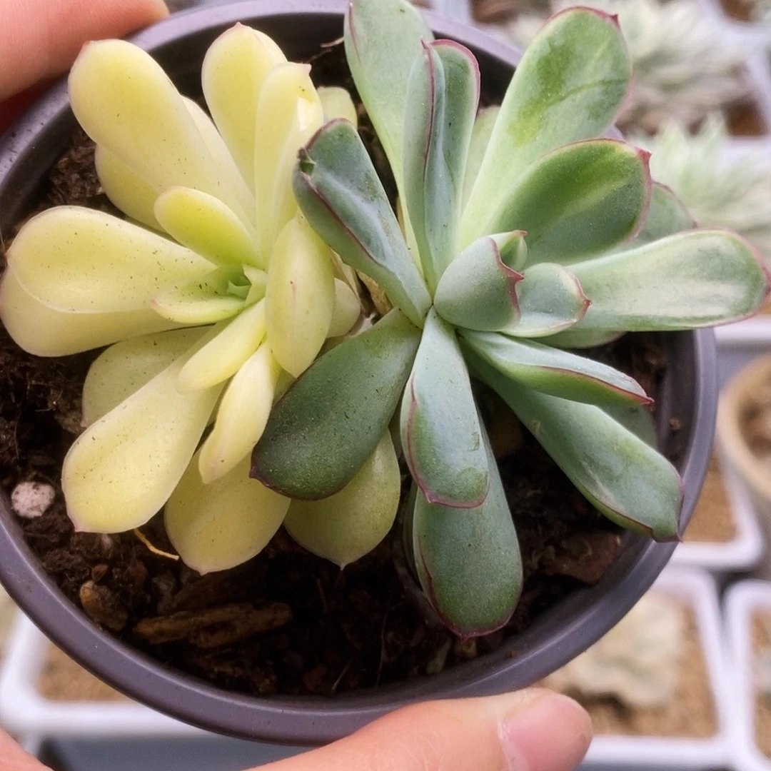 137慈禧锦锦锦锦锦锦锦锦锦