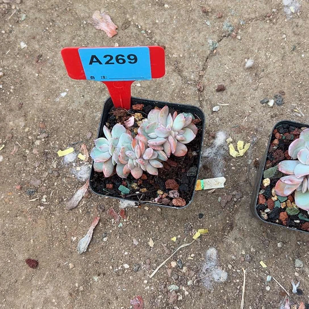 辉***饰多肉植物一物一拍