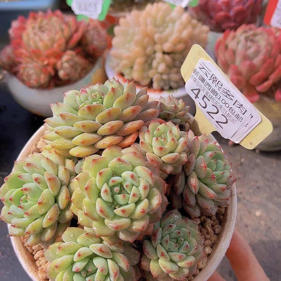 4522熊猫脸多肉植物
