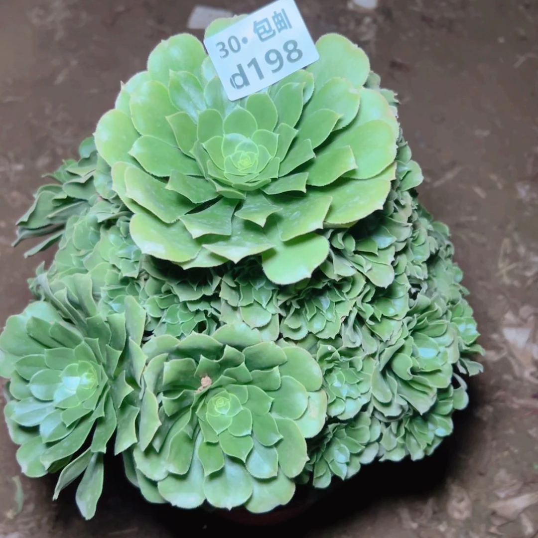 198绿杨蓉多肉法师