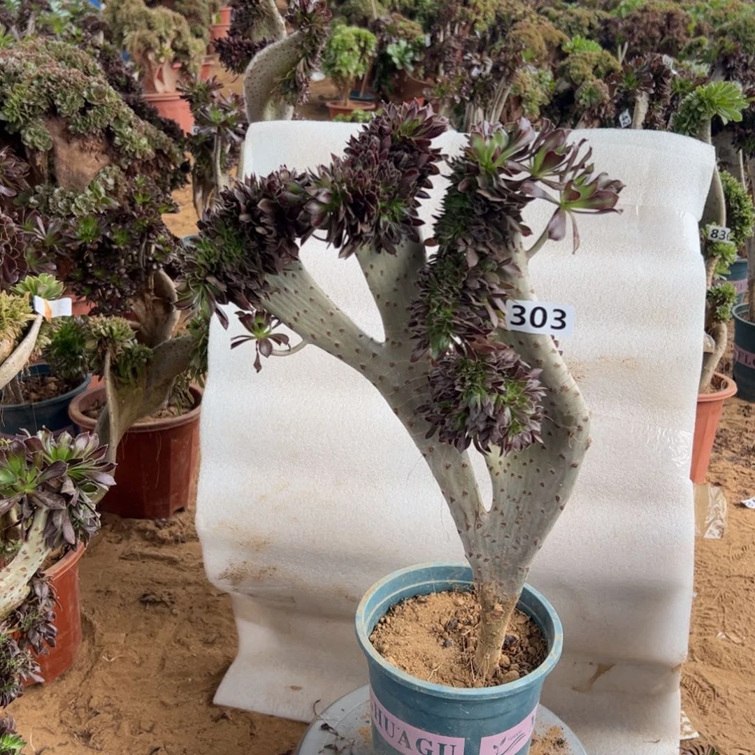 黑缀303高度43厘米