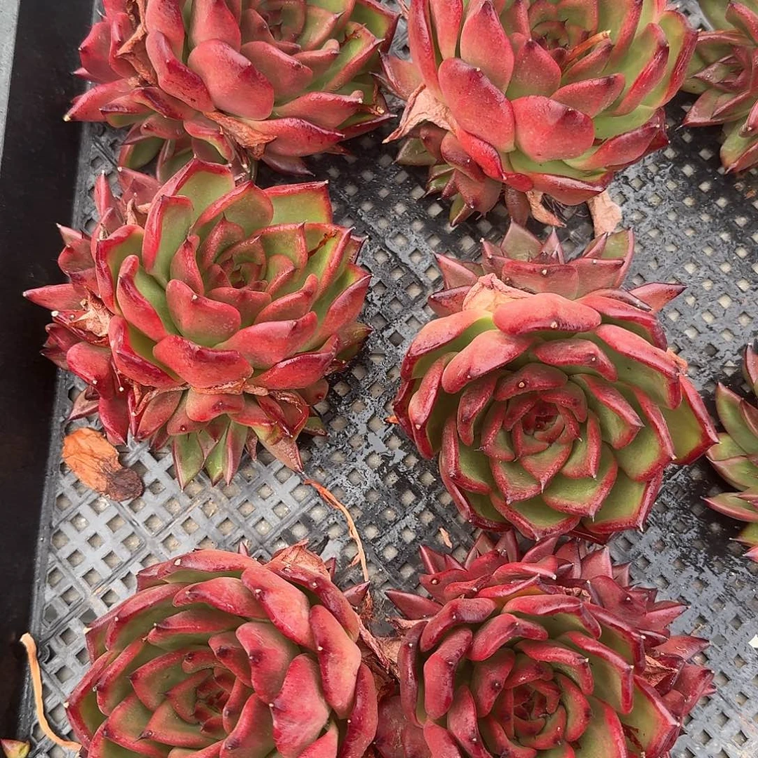 从前慢多肉编号红老虎