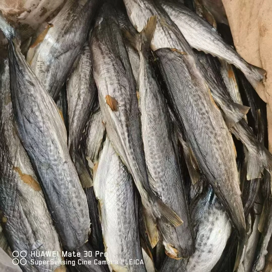 【马鲛枪】精选品质 干货