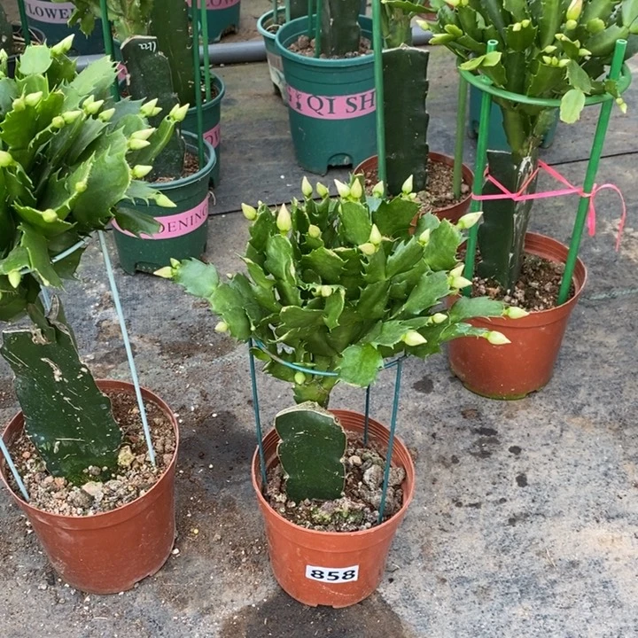 大部分花苞少量开放858嫁接2277