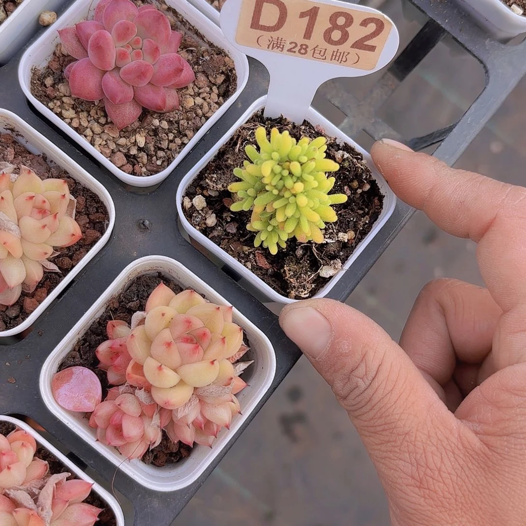 D182蜜桔糖球锦一物一拍