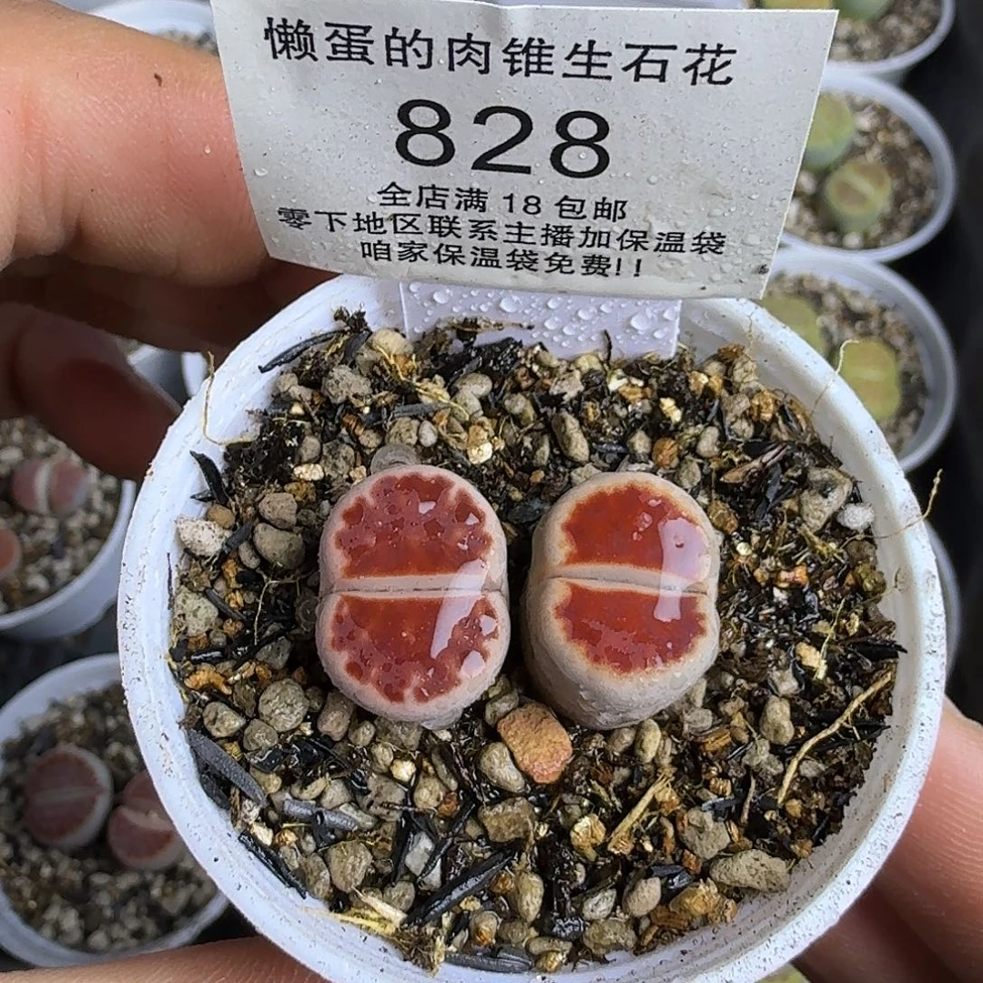 828盆口5公分满18包邮