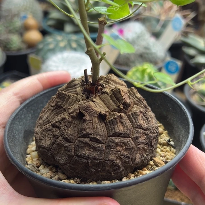 龟甲龙7cm一棵仙人球