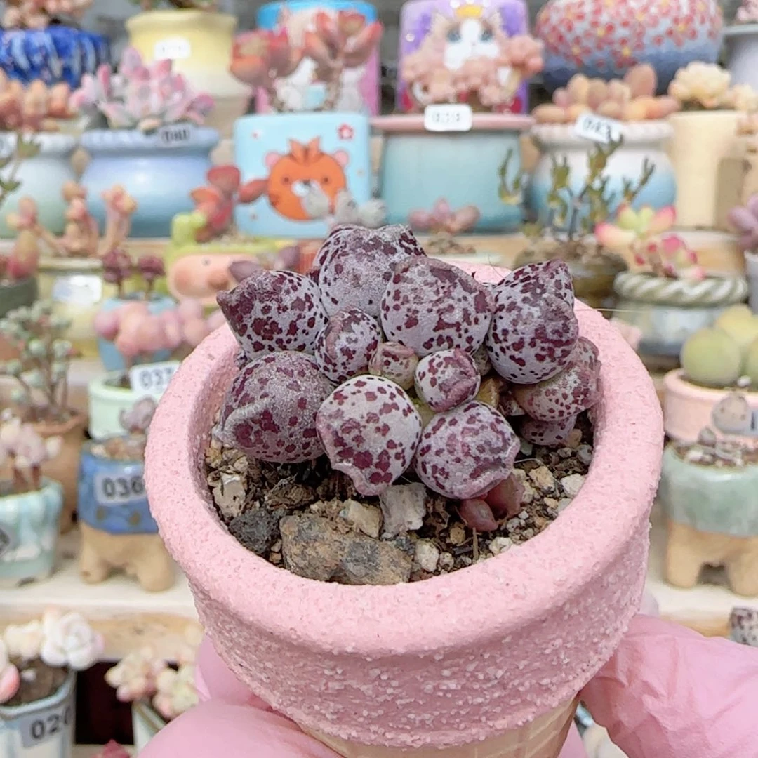 可爱芝麻海豹盆口4cm