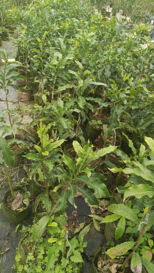 阿鱼精选绿植盆栽