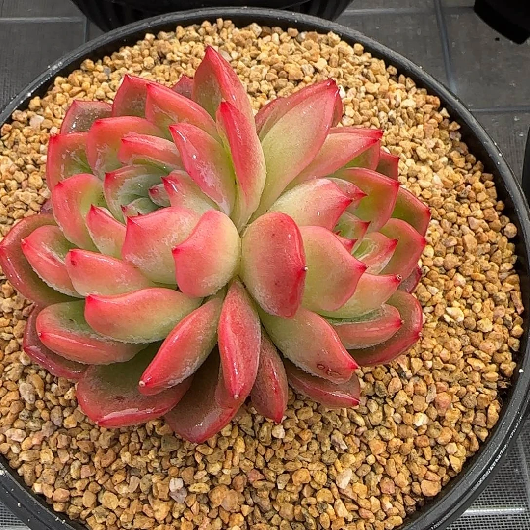 从前慢花园精选红鸾