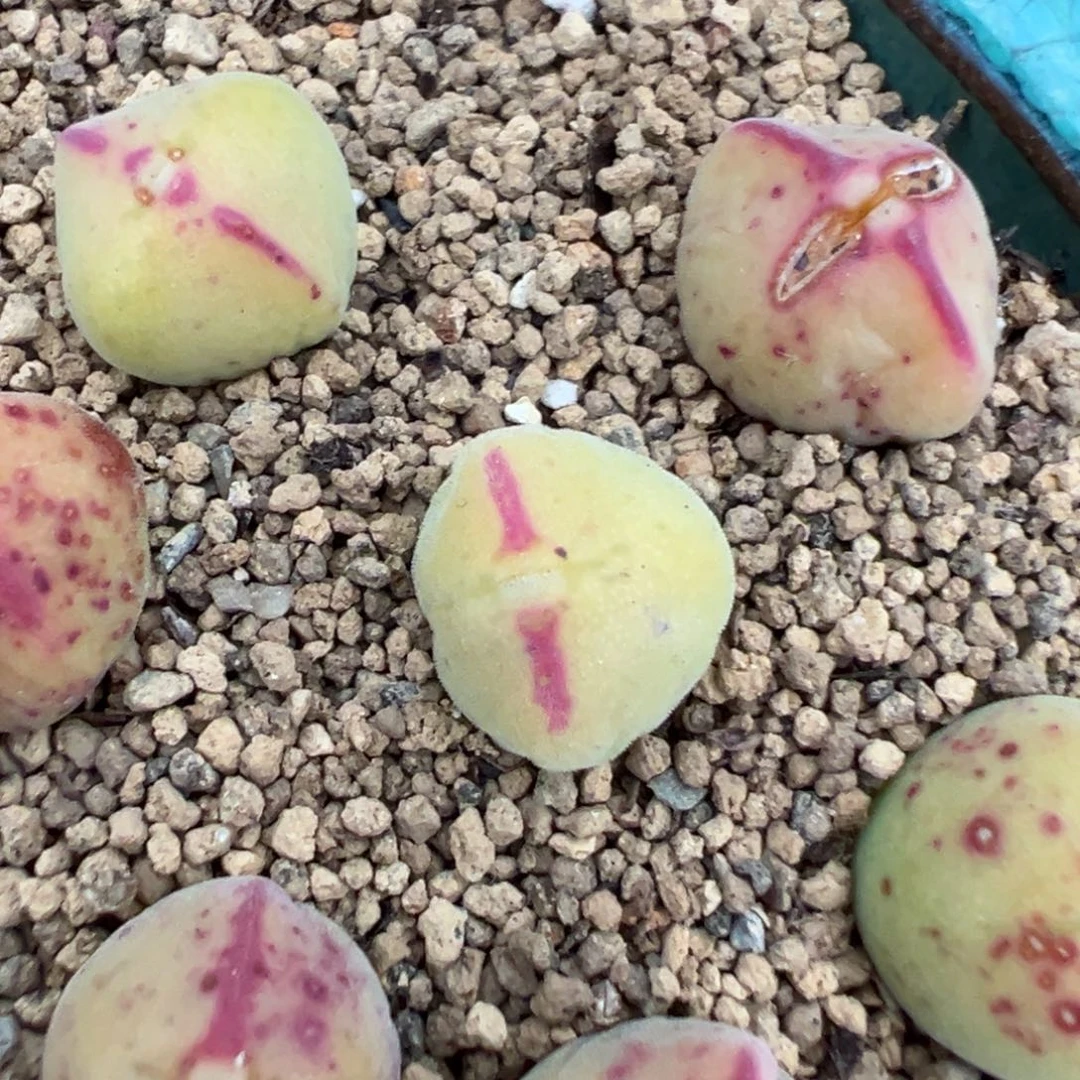 量拍2465毛将一颗，多肉