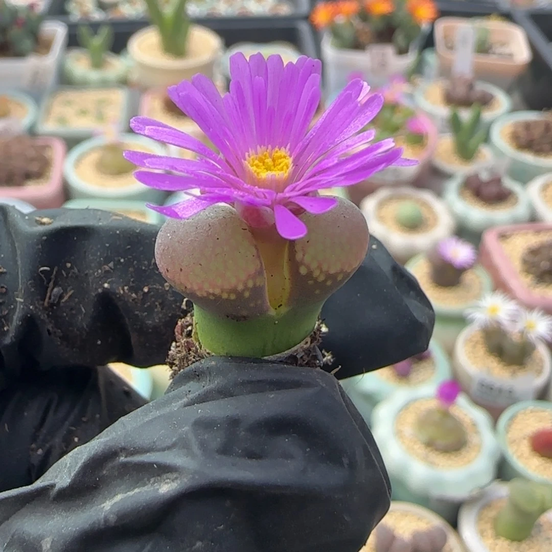 少***s5931--一物一拍 hhh