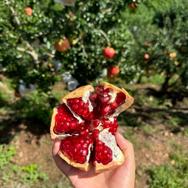 【顺丰快递】会理突尼斯软籽石榴 树上自然熟挑采果