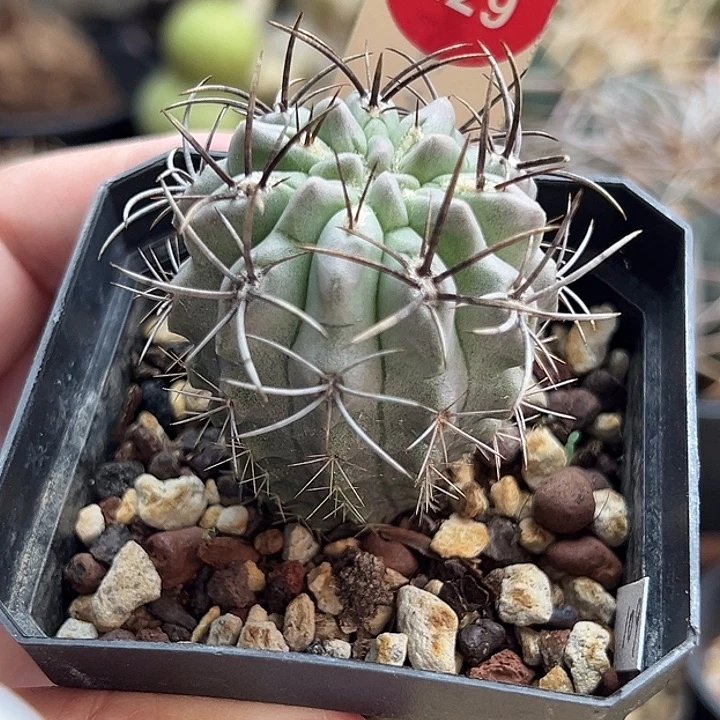 实生狂刺白丽素妆玉4.2cm