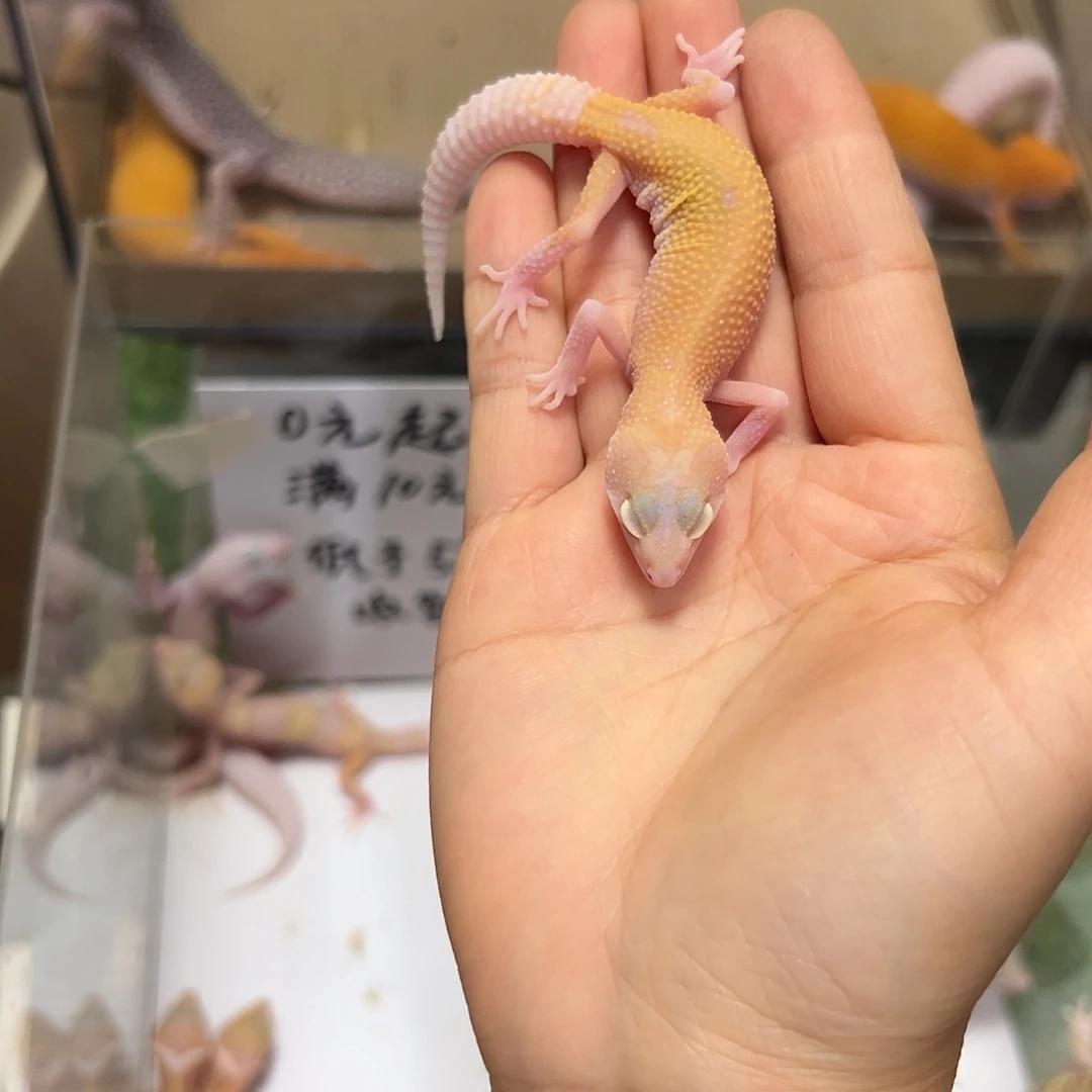 豹纹守宫豹纹守宫