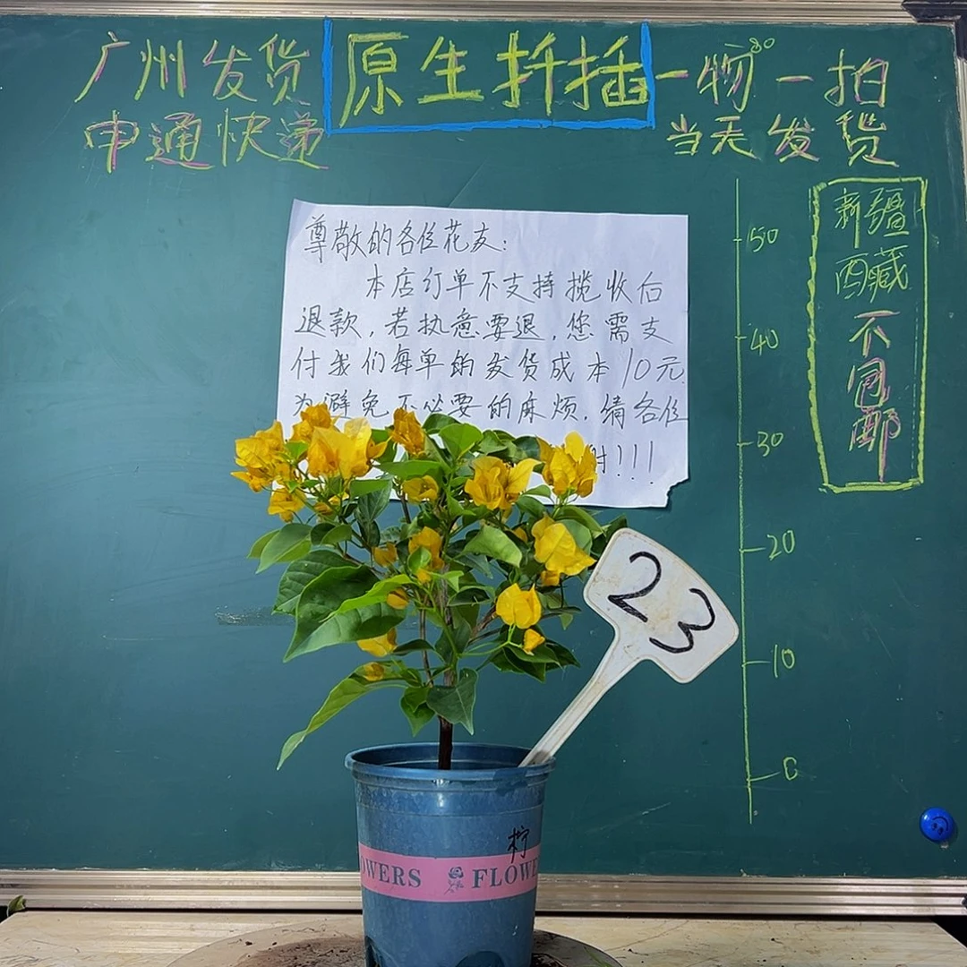 当前无花栽培后可以开花炸 柠檬黄23