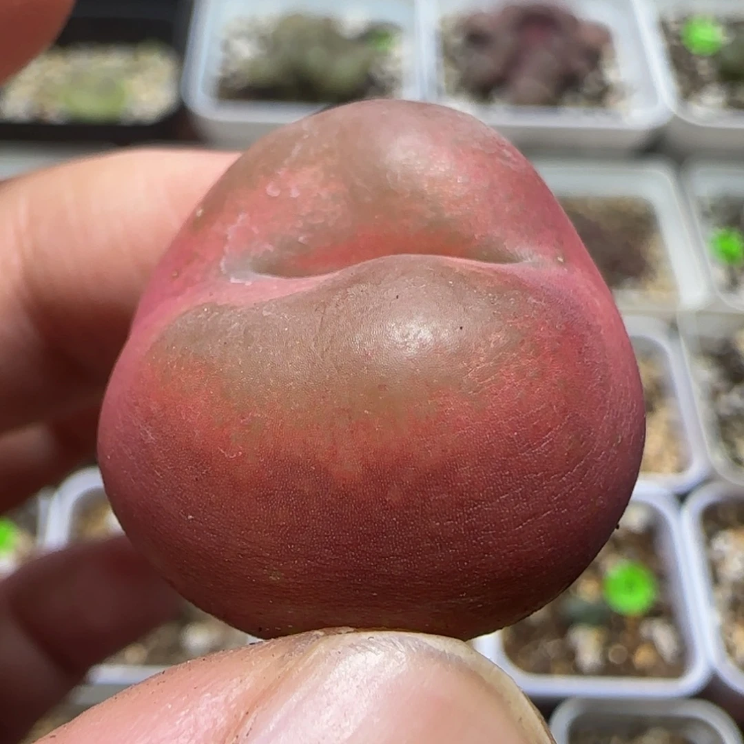 2.5漂亮多肉植物243