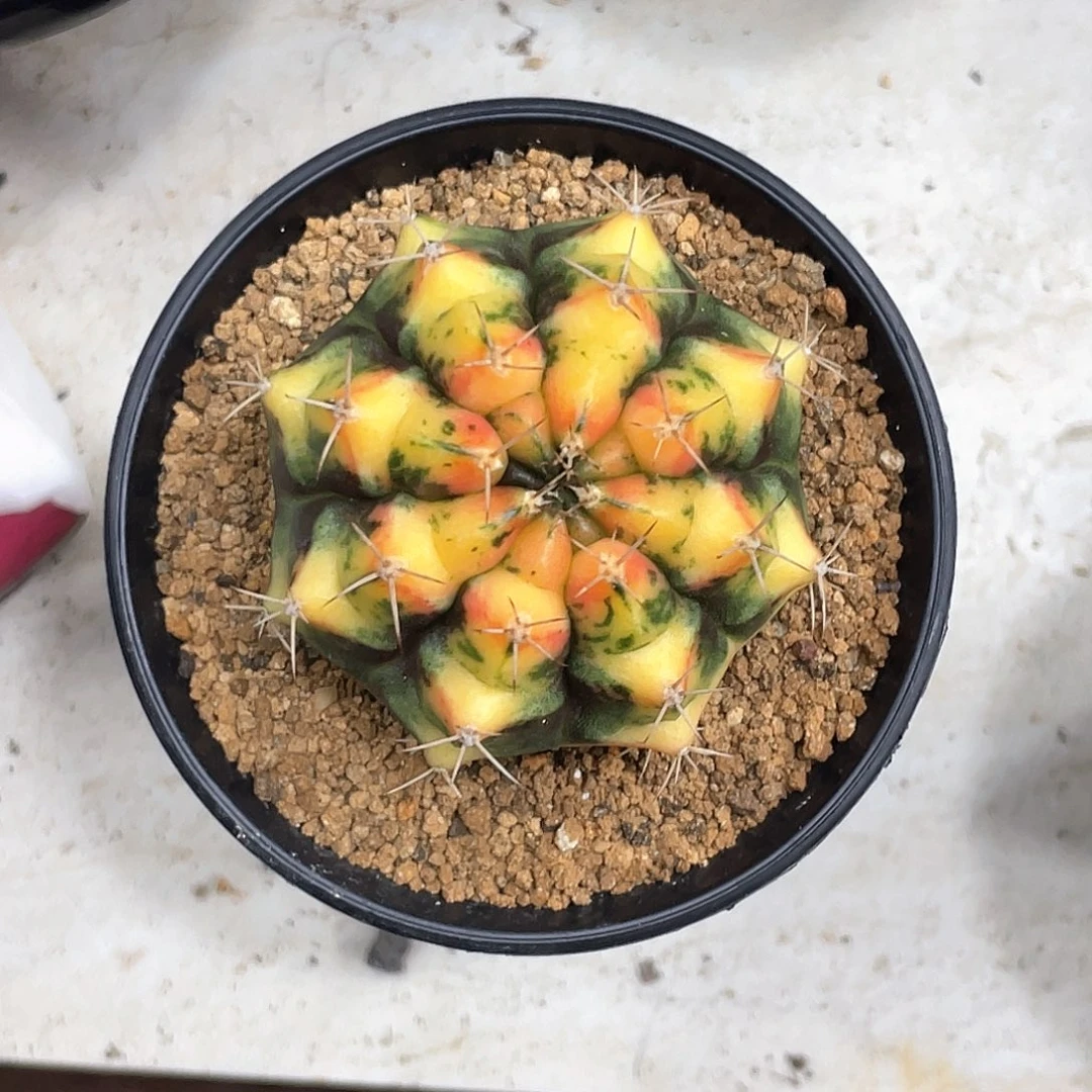 当前无花朵，栽培后可花朵