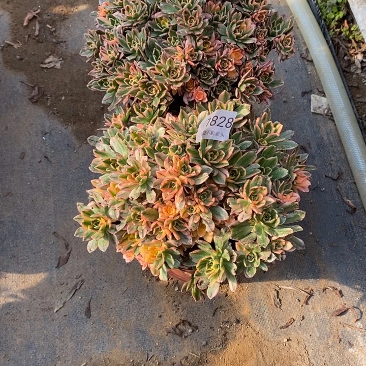 无***草两盆多肉断头不包1828