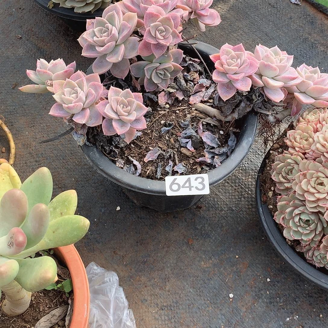 643哈利 一物一拍多肉