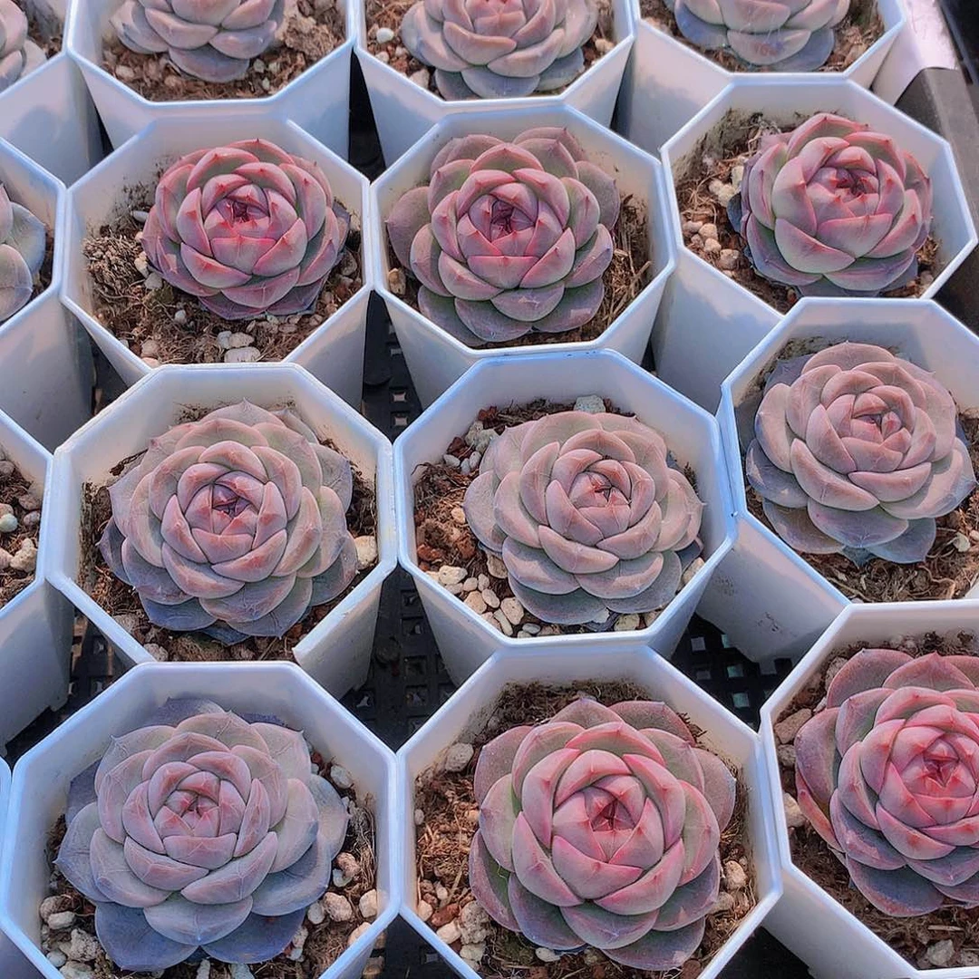 优选红暖234567899990