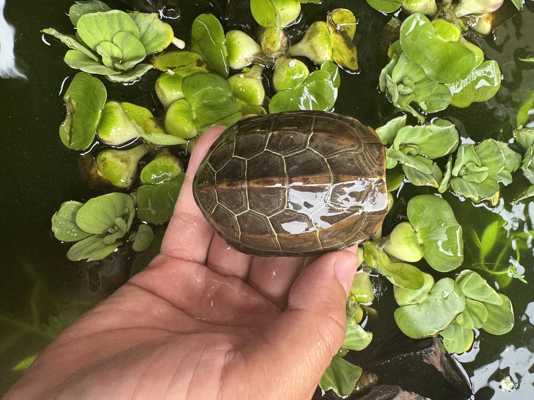 苏北金线外塘草龟墨龟外塘活物长寿宠物龟观赏深水情侣龟