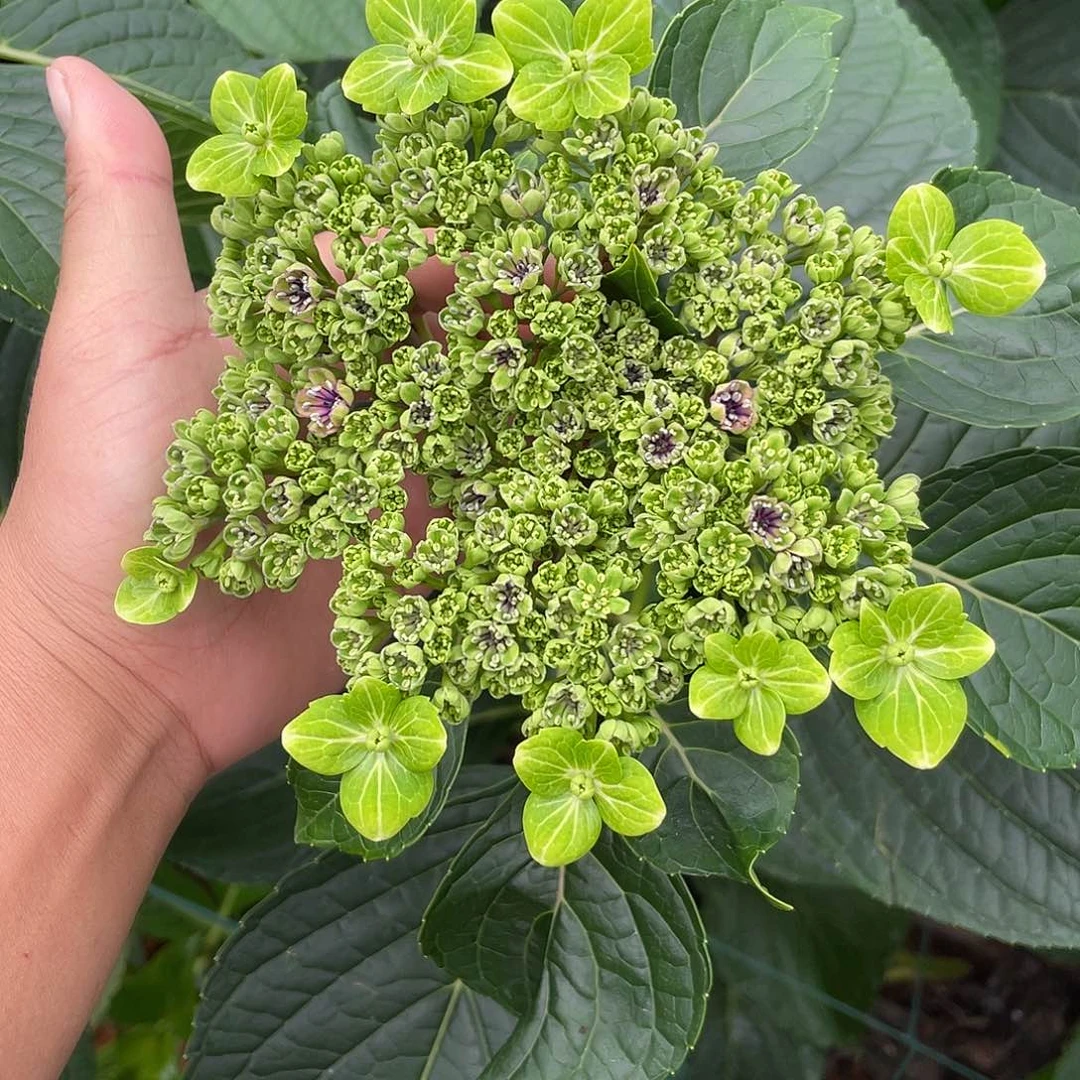 绣球切花一物一拍3枝起包邮，161