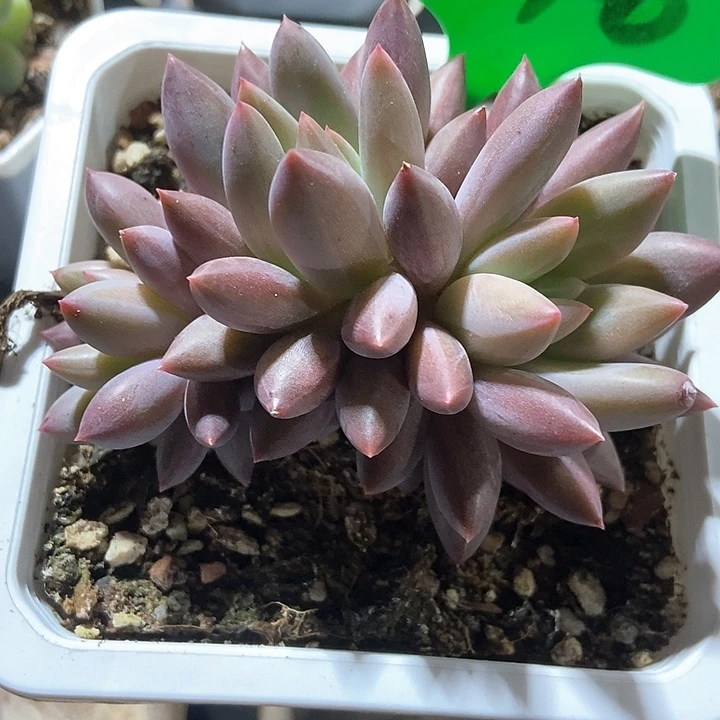 多肉植物车厘子240多肉