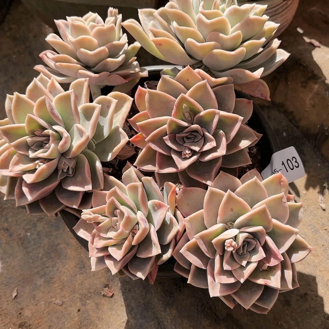 同温层多肉哈利103