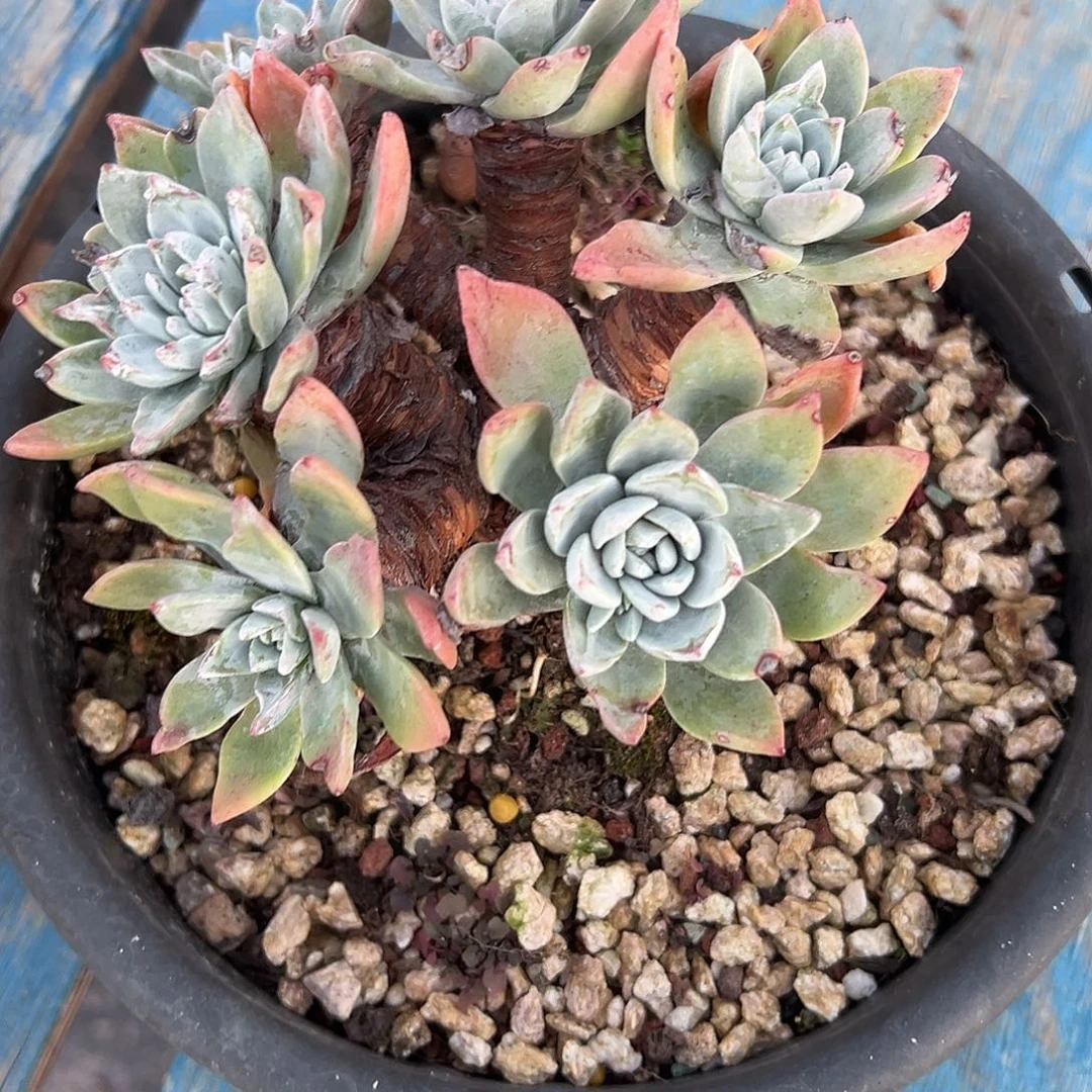 泡芙一物一拍1767