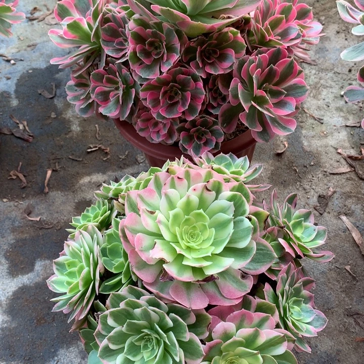 晚***霞不包损548.549号粉女巫海王