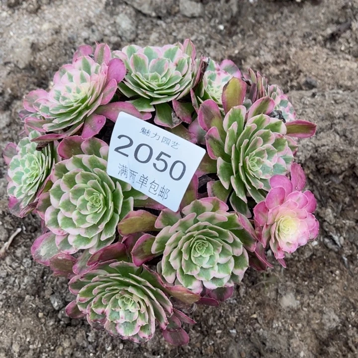 霁月的人多肉的人2050
