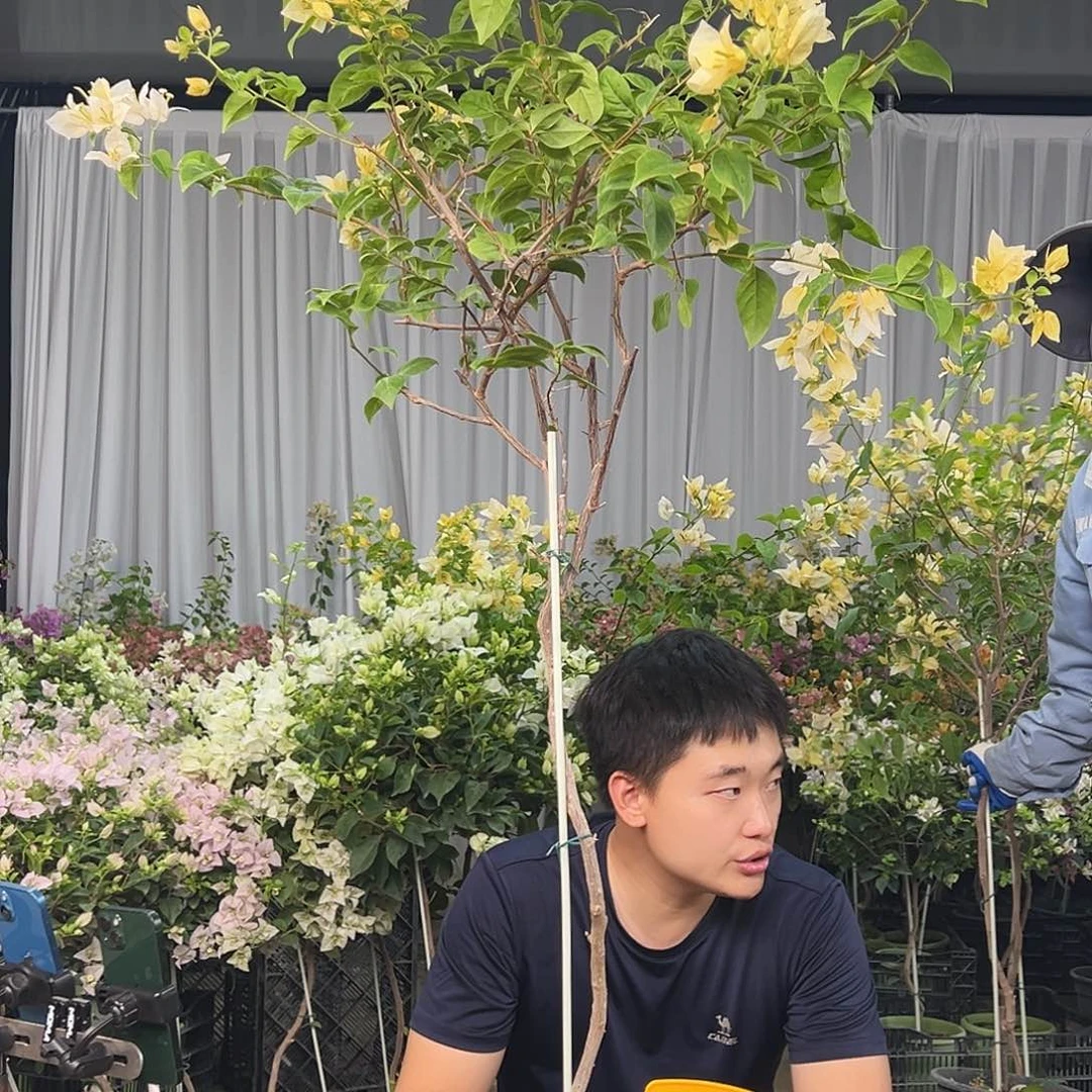 初***荷大部分花苞少量开放K38苏瓦娜