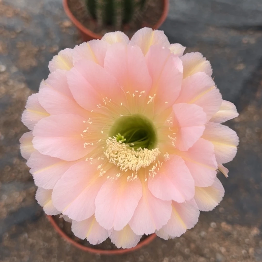 【闪购商品】一物一拍开花球
