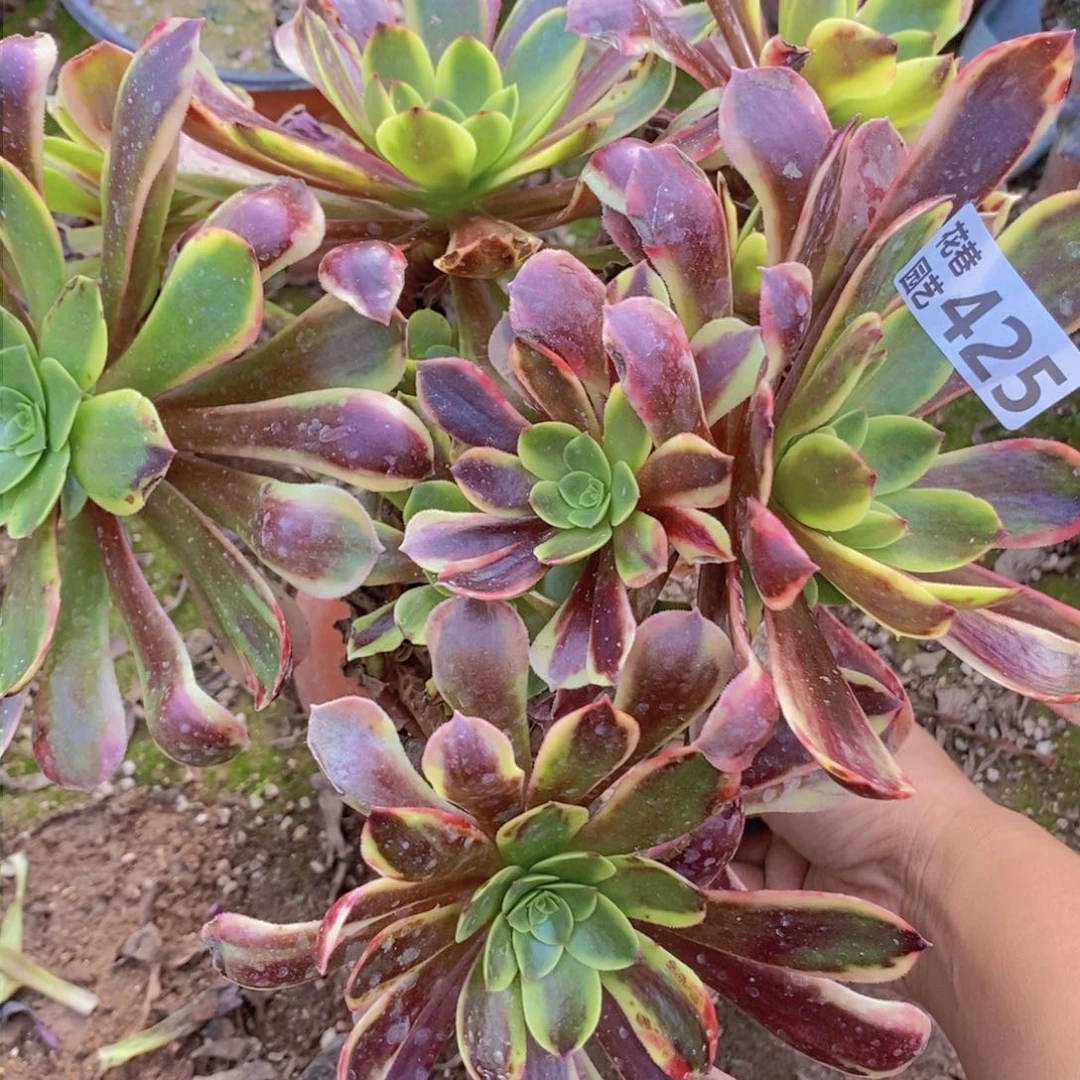 425 号一物一拍多肉植物