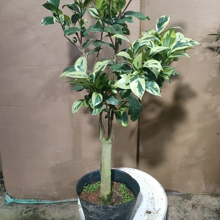 290冰天白，原盆原土发货，不包邮